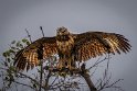 048 Noord Pantanal, savannebuizerd